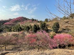 -新建村梅花