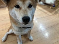 -是阿柴呀！柴犬咖啡·爱喵喵猫咖