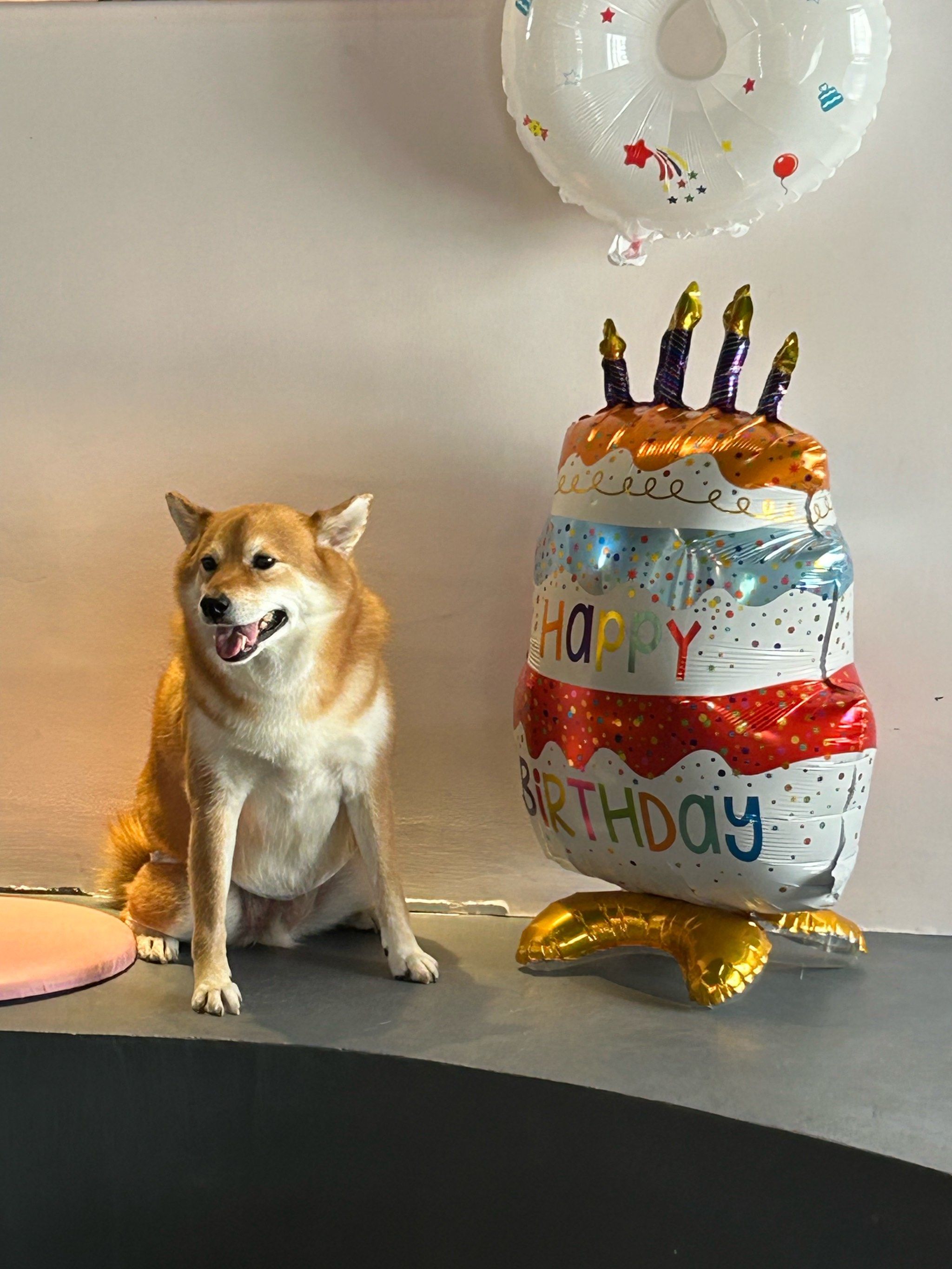 生日趴的狗狗