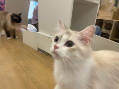 -猫域·湾主题猫咖·宠物吧(南坪城市广场店)