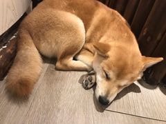 -浣熊柯尔鸭土拨鼠·电玩咖