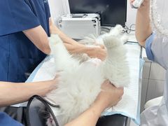 -博特宠物医院24h犬猫全科.骨科·异宠