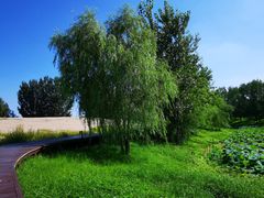 -东郊湿地公园