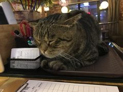 -喵园·猫主题咖啡厅·撸猫·猫咖(国贸店)