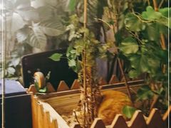 -Sirena海妖日咖夜酒