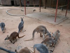 -深圳野生动物园