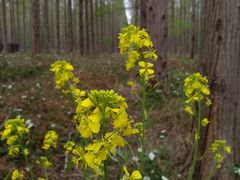 -黄海国家森林公园