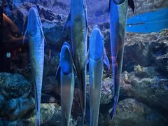 -海合安成都极地海洋公园