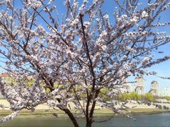-桃花堤公园
