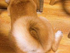 -柴犬高等学院·狗咖·柴犬售卖·宠物训练