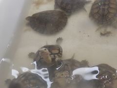 -灵龟之家百象馆(百象馆联合旗舰店)