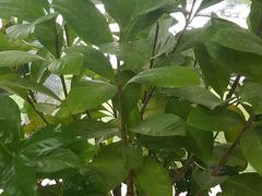 -大自然花鸟鱼虫市场