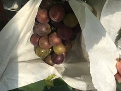 -马陆小张葡萄园农家乐