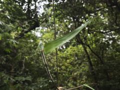 -海南热带雨林国家公园吊罗山景区