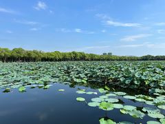 -荷塘月色湿地公园·向阳花洲
