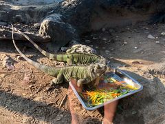 -清迈夜间动物园