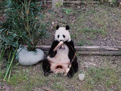 -成都大熊猫繁育研究基地