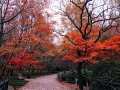 -上海共青森林公园