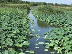 -荷塘月色湿地公园·向阳花洲