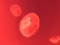 -福州罗源湾海洋世界旅游区