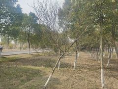 -南湖湿地公园