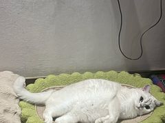 -伟伟宠物医院·CT影像中心·瑞派犬猫综合性门诊(汉口总院)