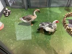 -枫叶小镇奥特莱斯