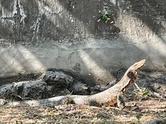 -野象谷景区