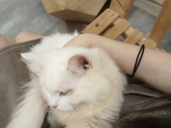-楼上猫咖(罗湖店)