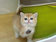 -青奢宠物·青奢猫舍