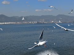 -海埂大坝