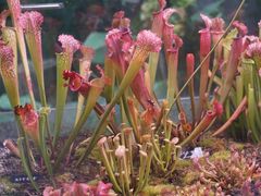 -中国科学院西双版纳热带植物园