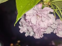-嘉定紫藤园