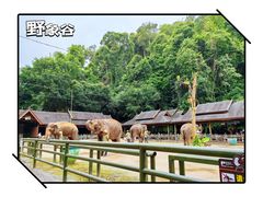 -野象谷景区