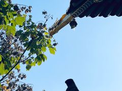 -西安市广仁寺