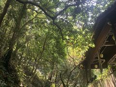 -十八棵（老龙井）御茶园(老龙井店)