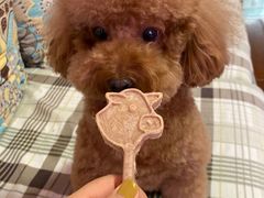 -PETKIT 小佩宠物·德文赛凯猫舍
