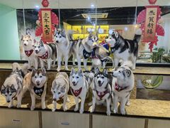 -Husky Go! 哈士奇体验馆·宠物咖啡厅狗咖