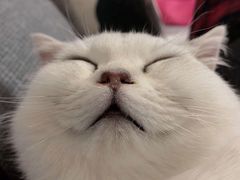 -东方名猫馆·英短金渐层布偶猫舍(环线广场1号楼店)