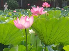 -四川大学(望江校区)