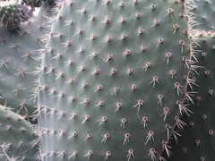 -墨尔本皇家植物园