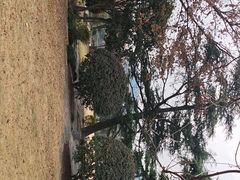 -嘉定紫藤园