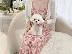 -萌宠之家·腊肠犬·马尔泰·小体犬舍