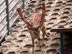 -北京鹿世界主题园