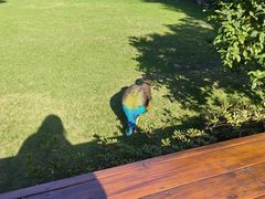 -J Create城市露营咖啡·简餐·宠物(上海动物园店)