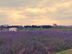 -光明小镇欢乐田园