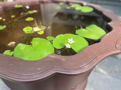 -罔极寺