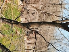 -合肥野生动物园