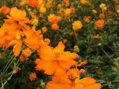 -北京东方普罗旺斯薰衣草庄园