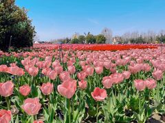 -荷兰花海